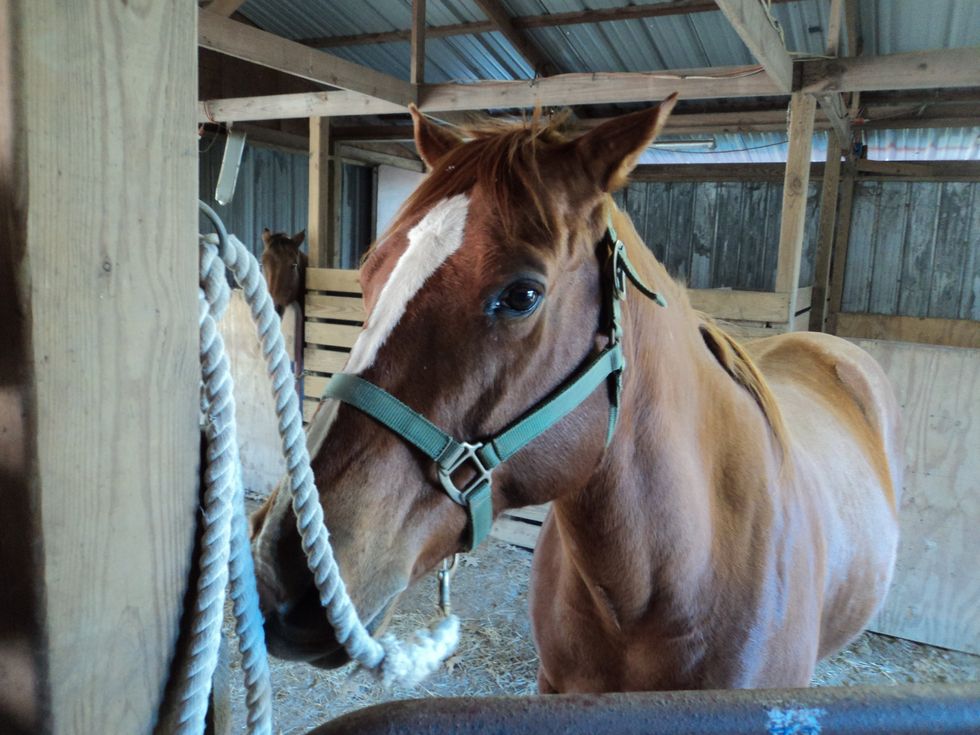 How to put tack on a horse B+C Guides