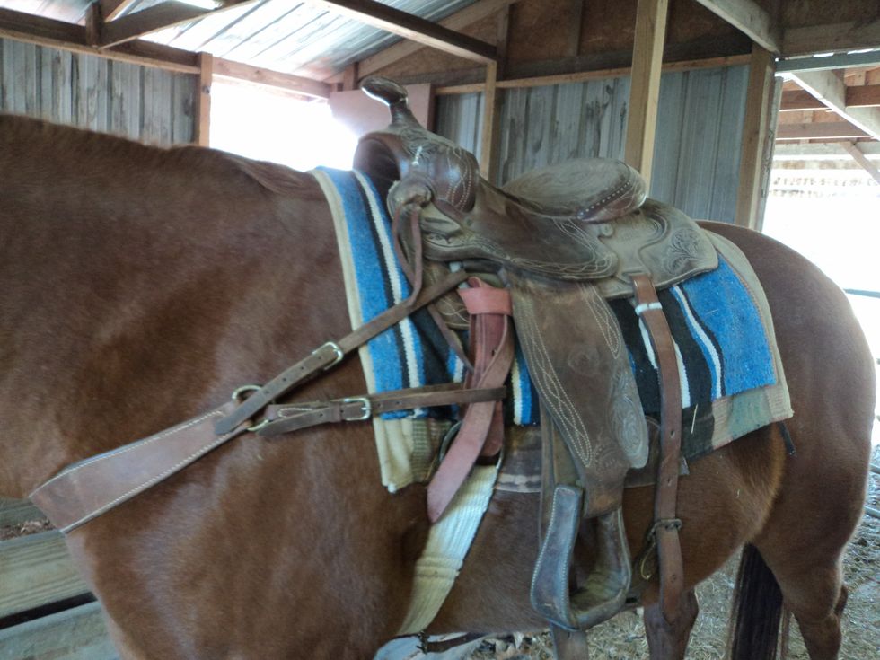 How to put tack on a horse B+C Guides