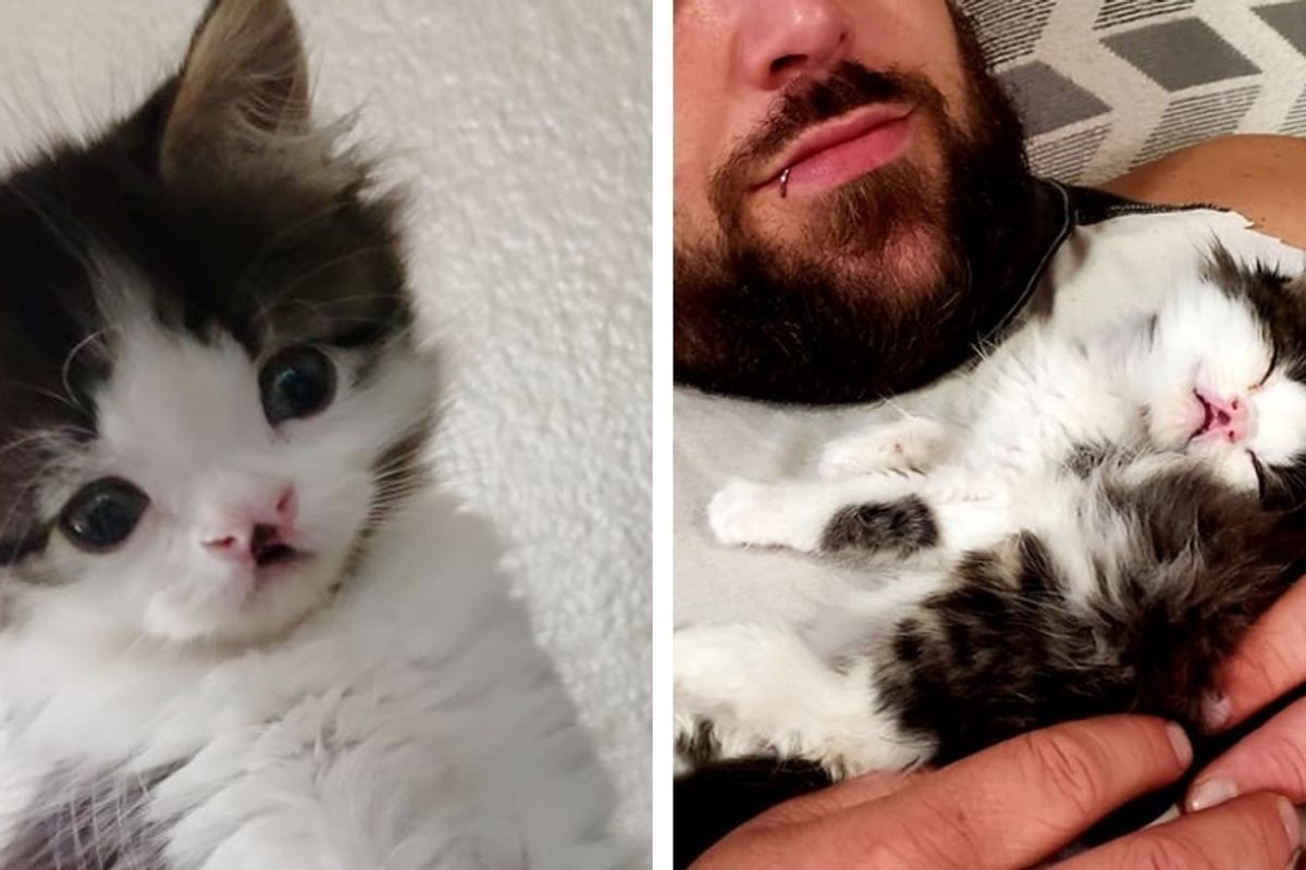 Kitten Found on the Streets Has the Sweetest Face and Family to Help Her Thrive