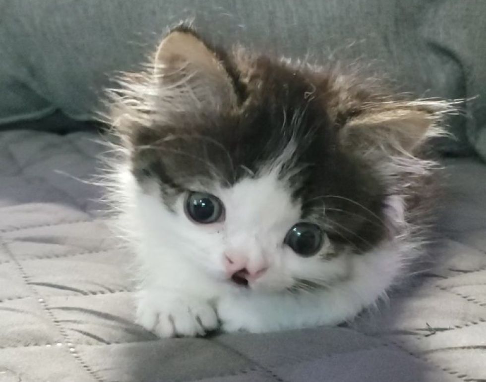 cute kitten, cleft lip