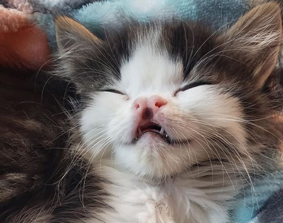 kitten, cleft lip