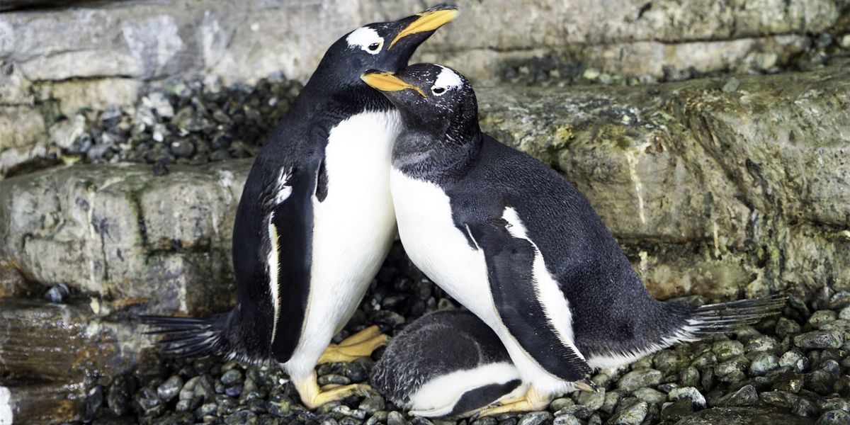Same Sex Penguin Super Moms Start Their Own Family Good