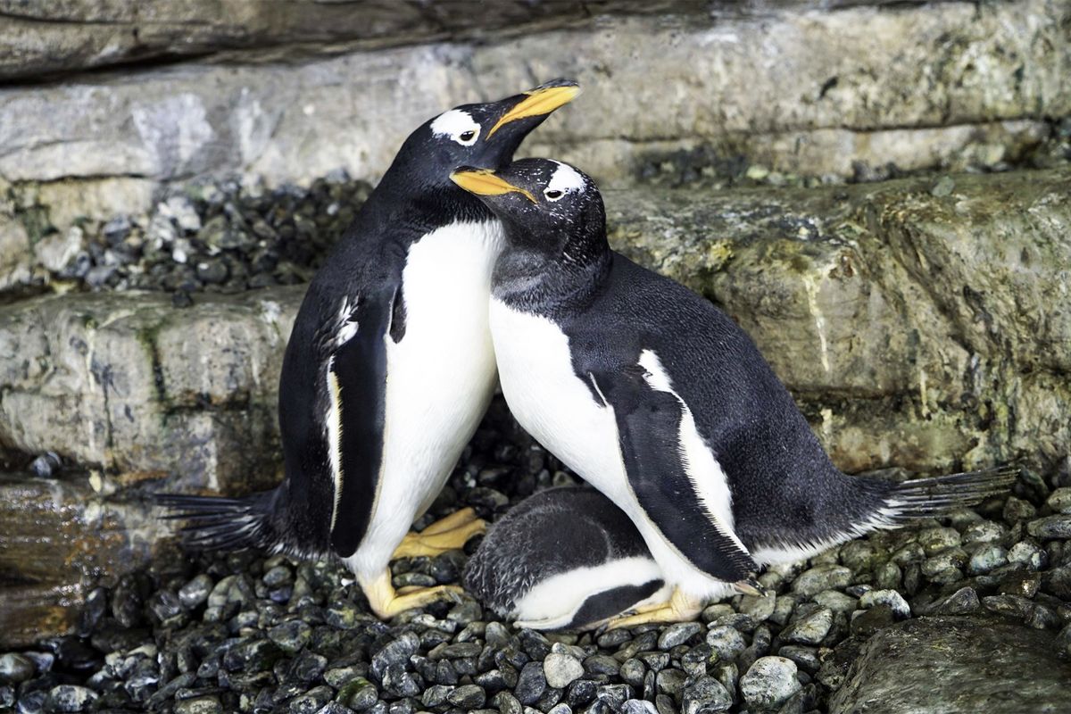Same sex penguin 'super moms' start their own family