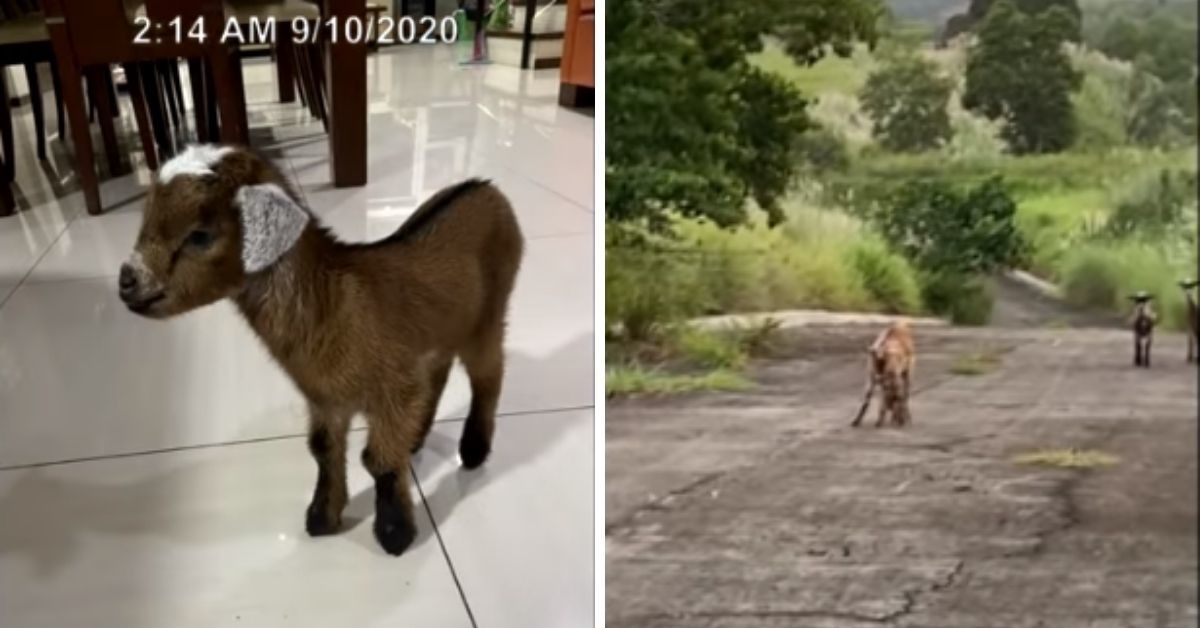 Viral Video Of Lost Baby Goat Being Reunited With Its Mama Has The Internet Feeling All The Feels