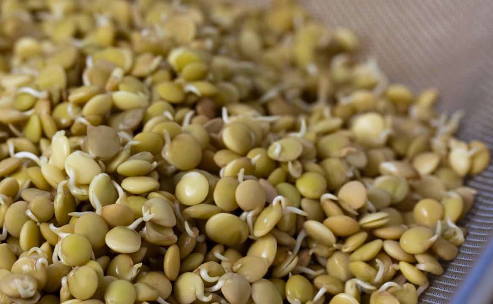 sprouting lentils