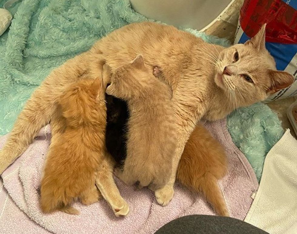 cat mom, kittens, nursing