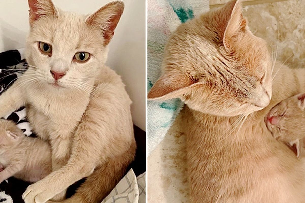 Cat Raised Her Only Kitten and Helped 3 Orphaned Babies, Now Hopes for Dream Home