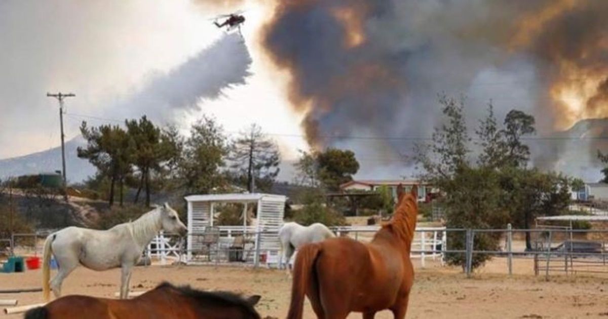 A horse sanctuary was reduced to ashes in a California fire, but all 20 horses miraculously survived