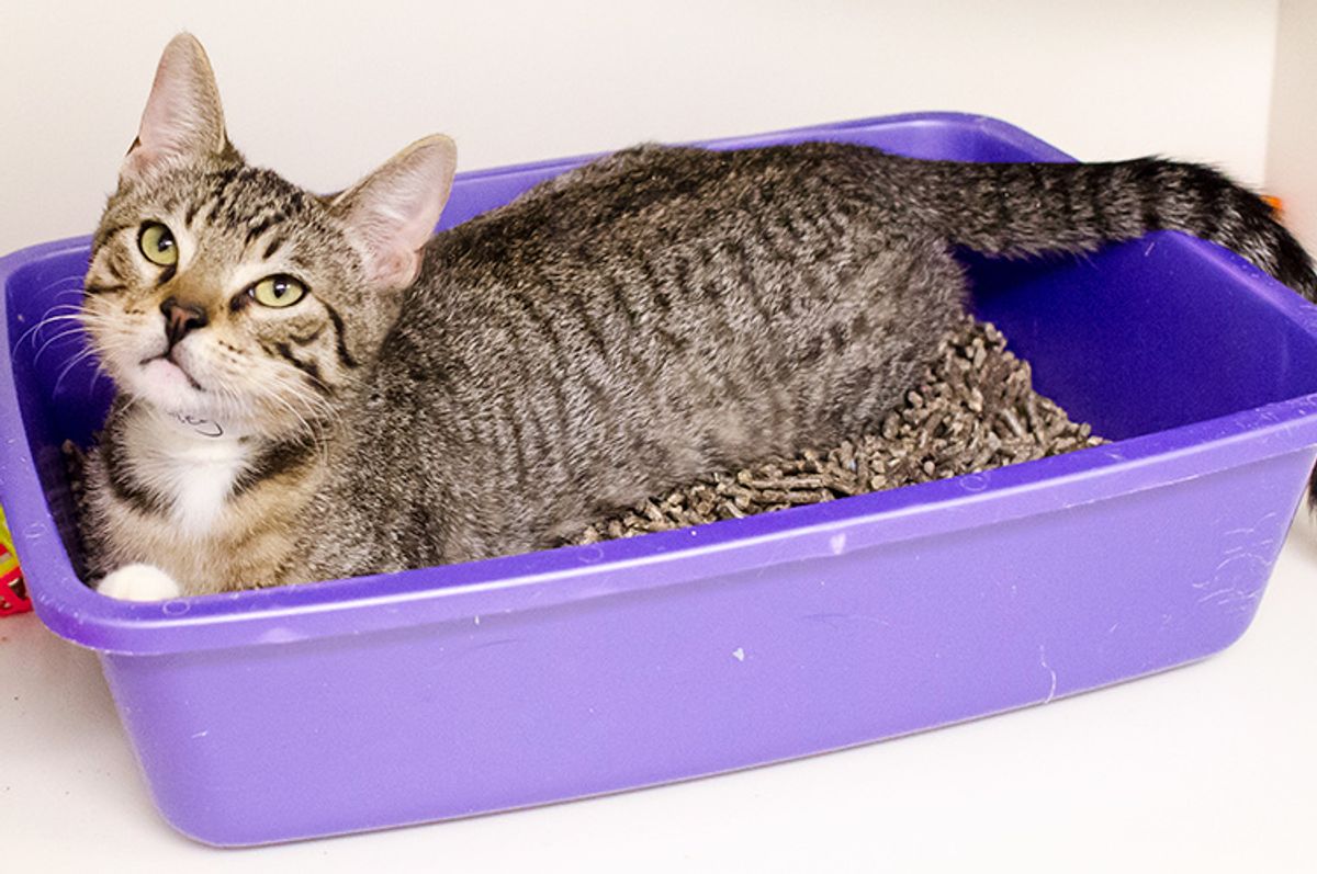 cat litter