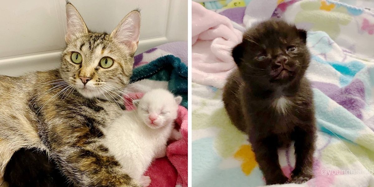 Stray Cat So Happy to Find Help for Her Kittens After Being Rescued By