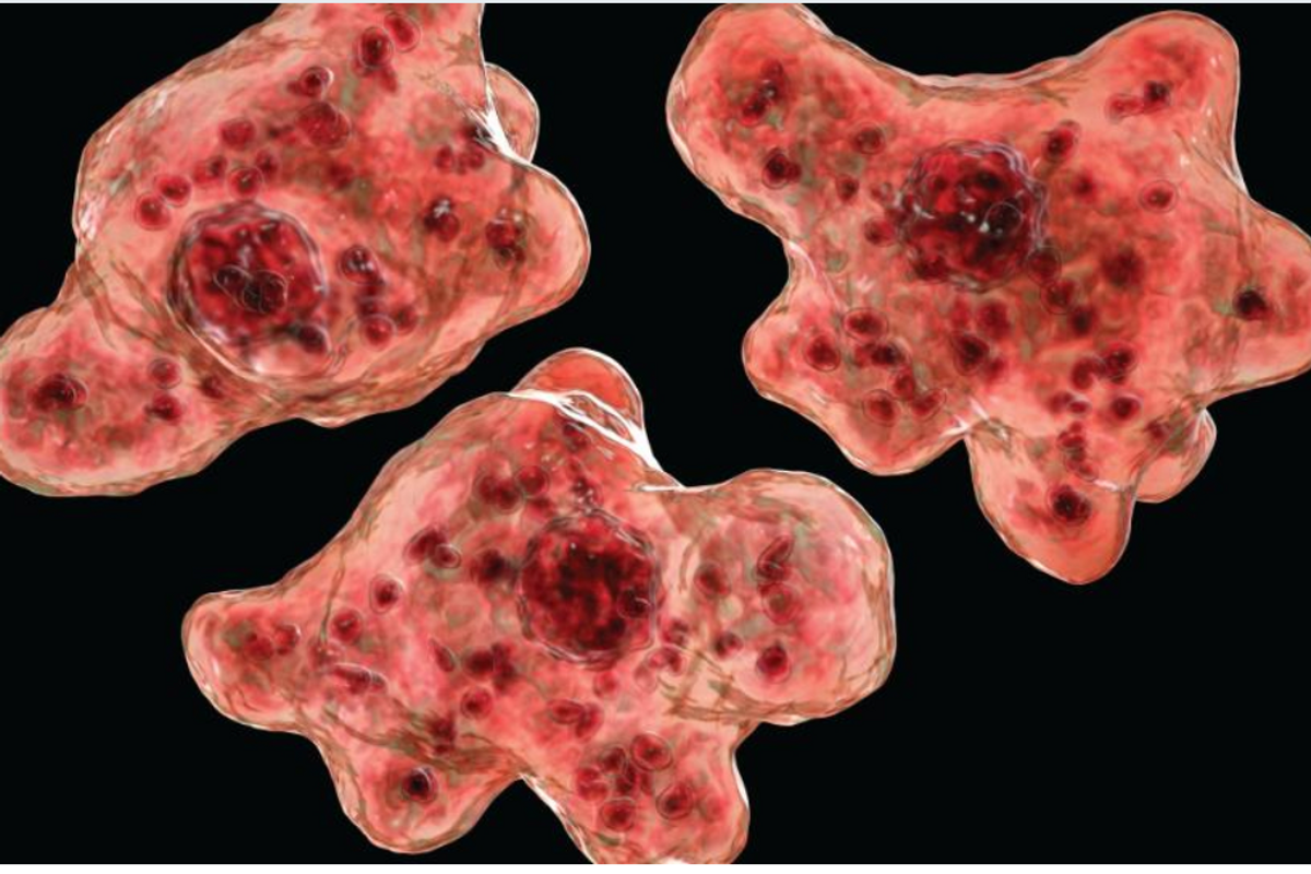 Who Had 'Brain-Eating Amoebas In Texas' On Their 2020 Bingo Card?