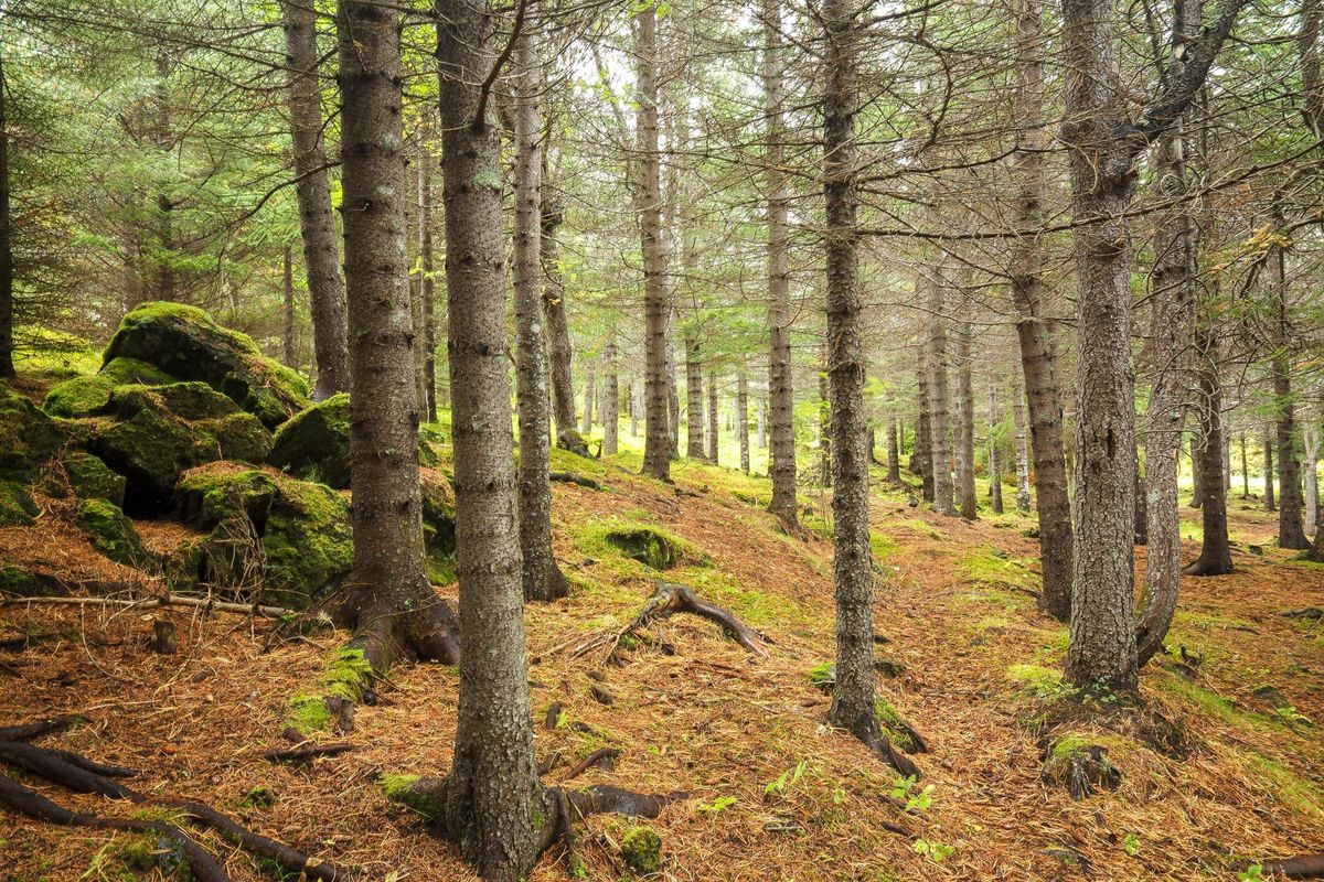 Le piante più antiche di Roma sono i platani della valle dei cani