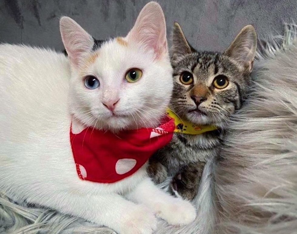 Shy Kitten Finds Confidence in Another Cat After Being Rescued from ...