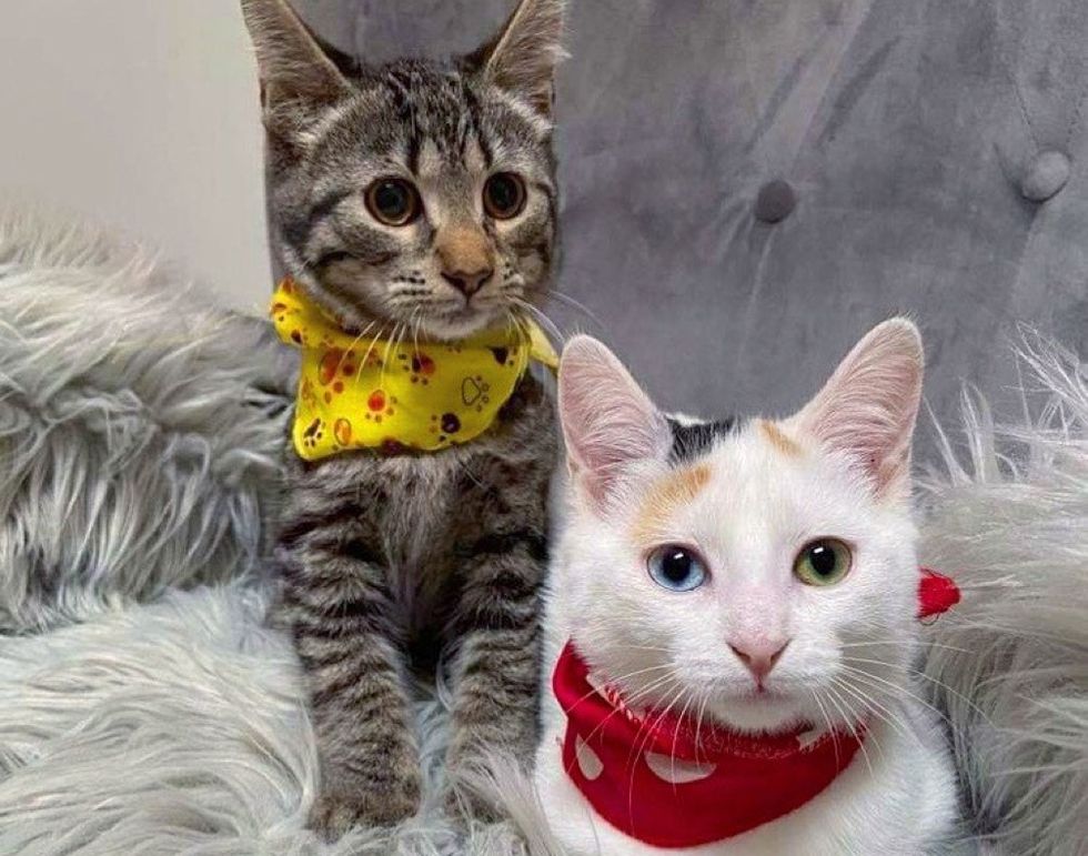 Shy Kitten Finds Confidence in Another Cat After Being Rescued from ...