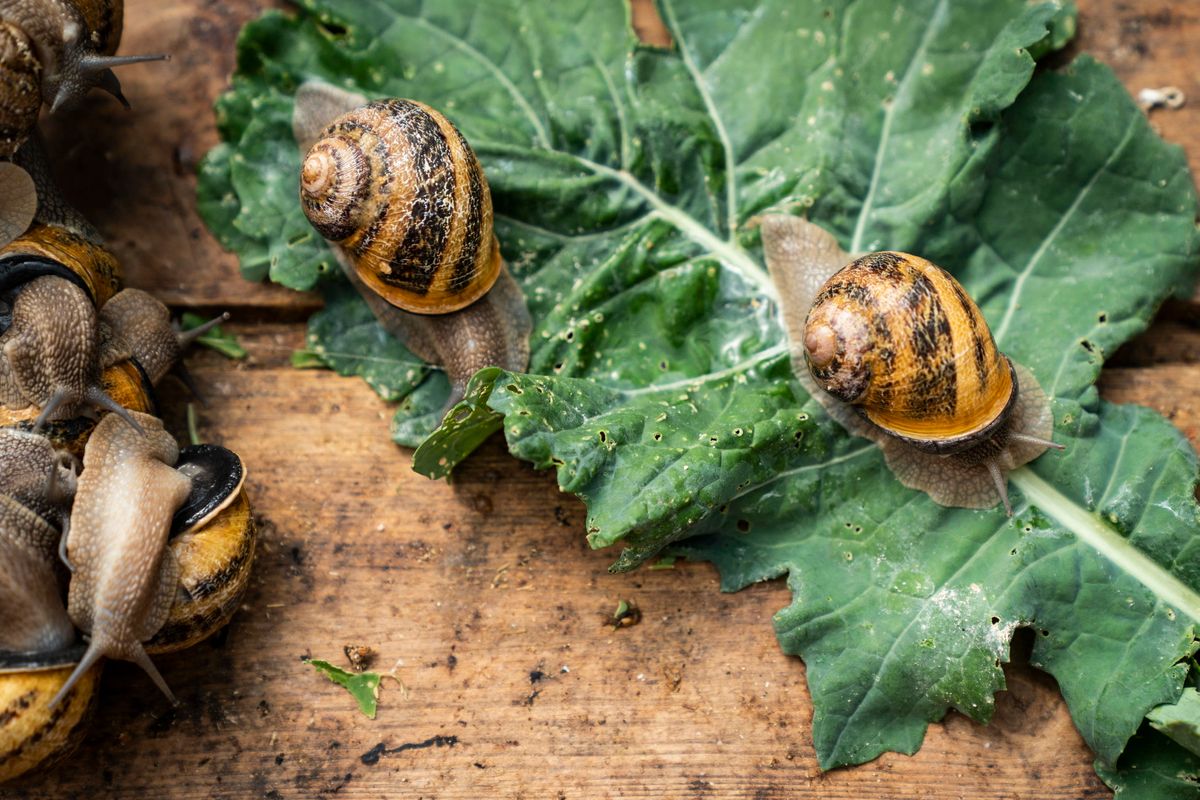 Tutta l’energia della lumaca. Vera campionessa dello slow food