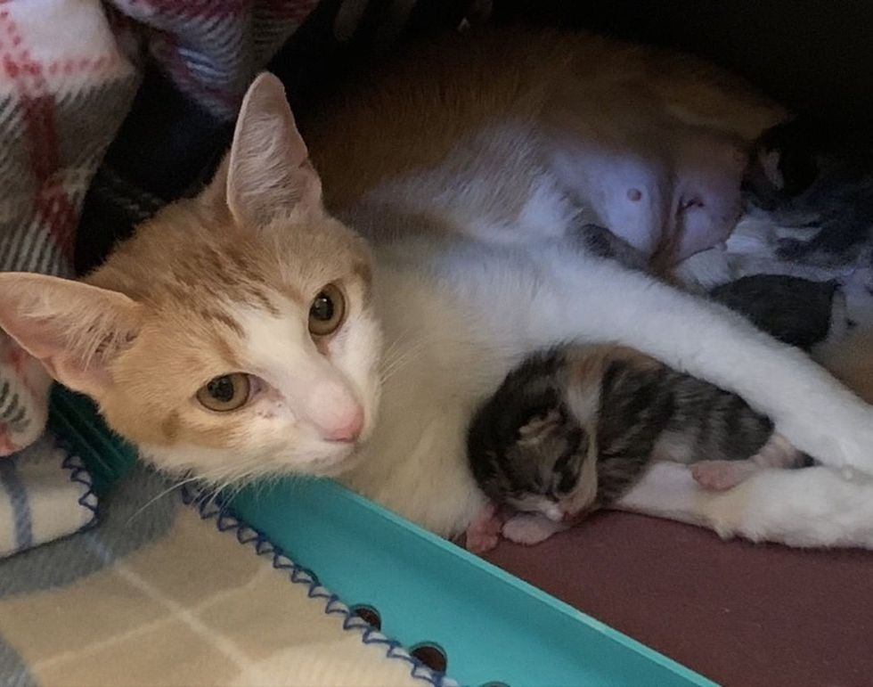 Cat Had Her 4 Kittens Through Help, One of Them is Determined to Stand