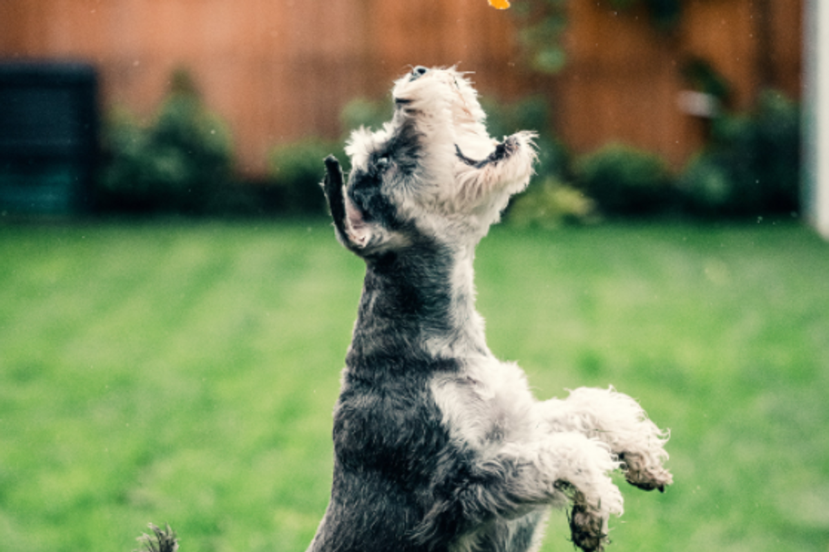 terrier jumping in a green backyard for an orange slice