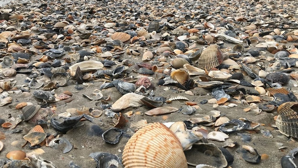 North Carolina's Outer Banks blanketed in seashells thanks to Hurricane Teddy