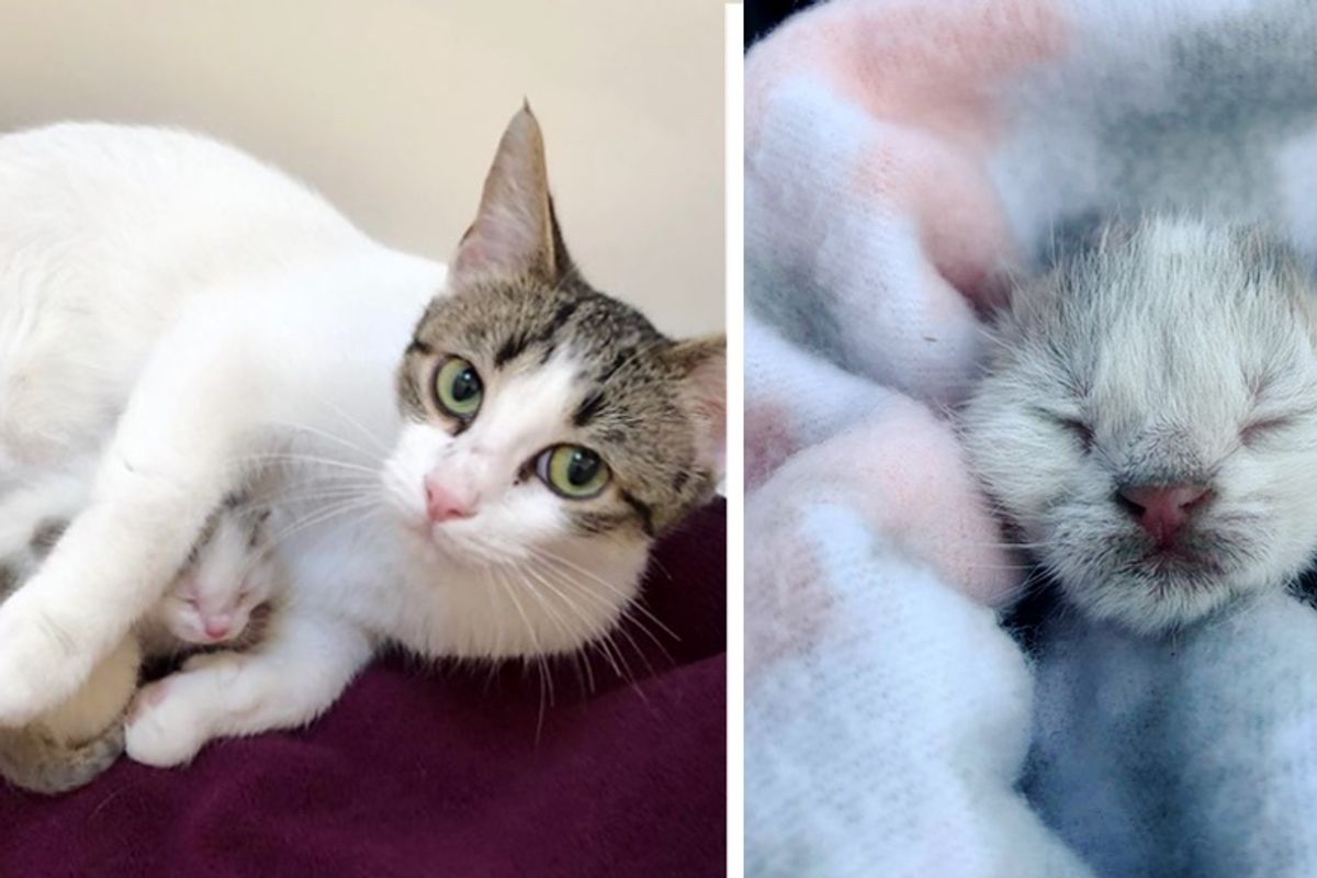 Stray Cat Wouldn’t Leave Her Only Kitten After They Were Found Hiding Between Sheets of Plywood