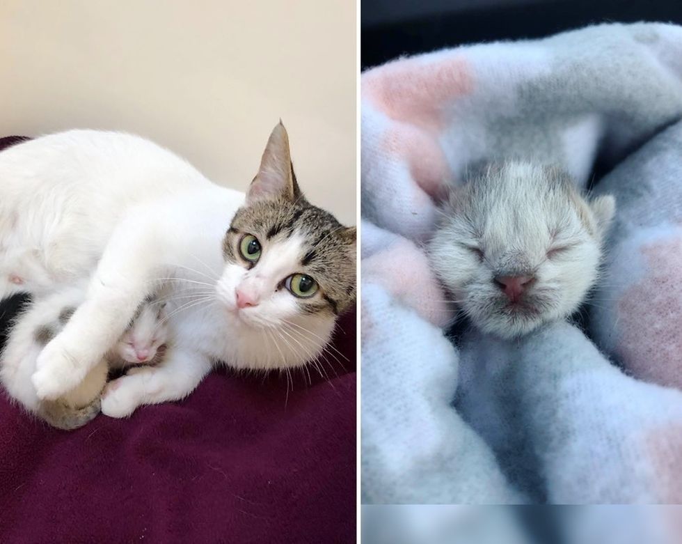 stray cat wouldn t leave her only kitten after they were found hiding between sheets of plywood love meow