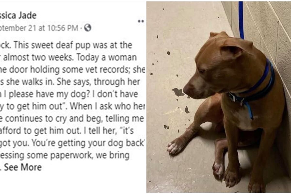 Dog owner gets an assist from Florida shelter after she couldn't pay the fee to get her pet back