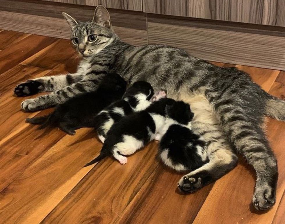 cat, nursing cat, kittens