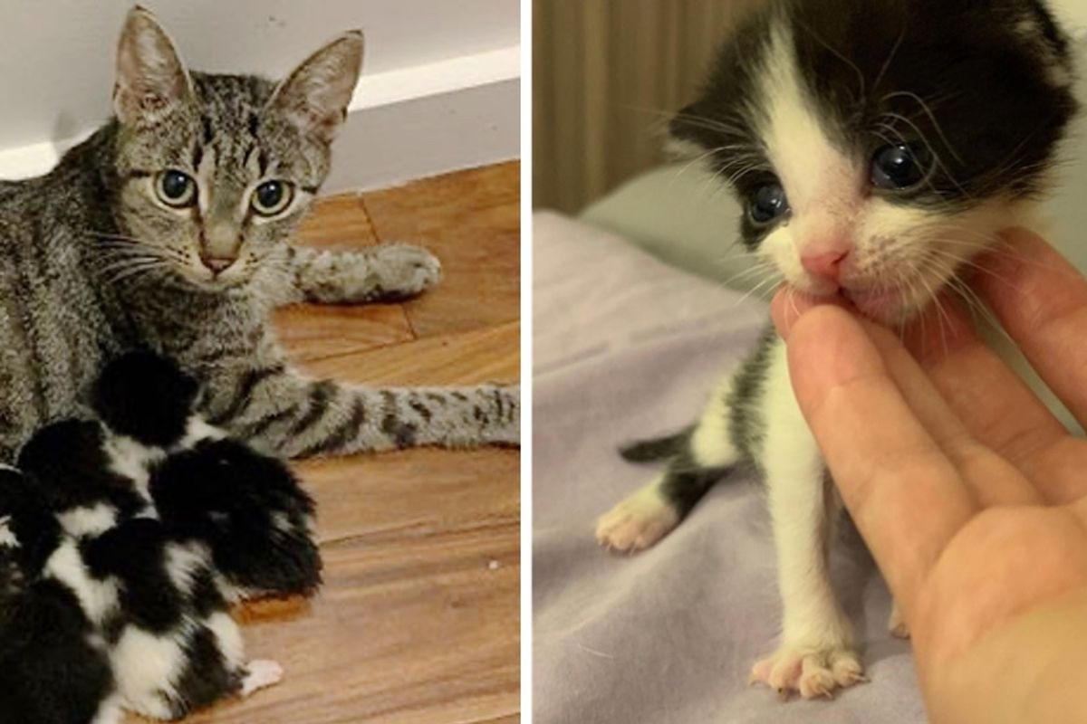 Family Brought Kittens Home, Their Foster Cat Took Them in as Her Own and Helped Them Thrive