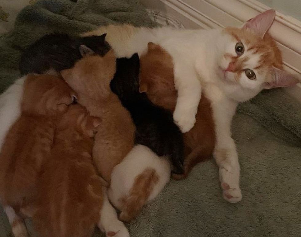 cat, nursing cat, kittens
