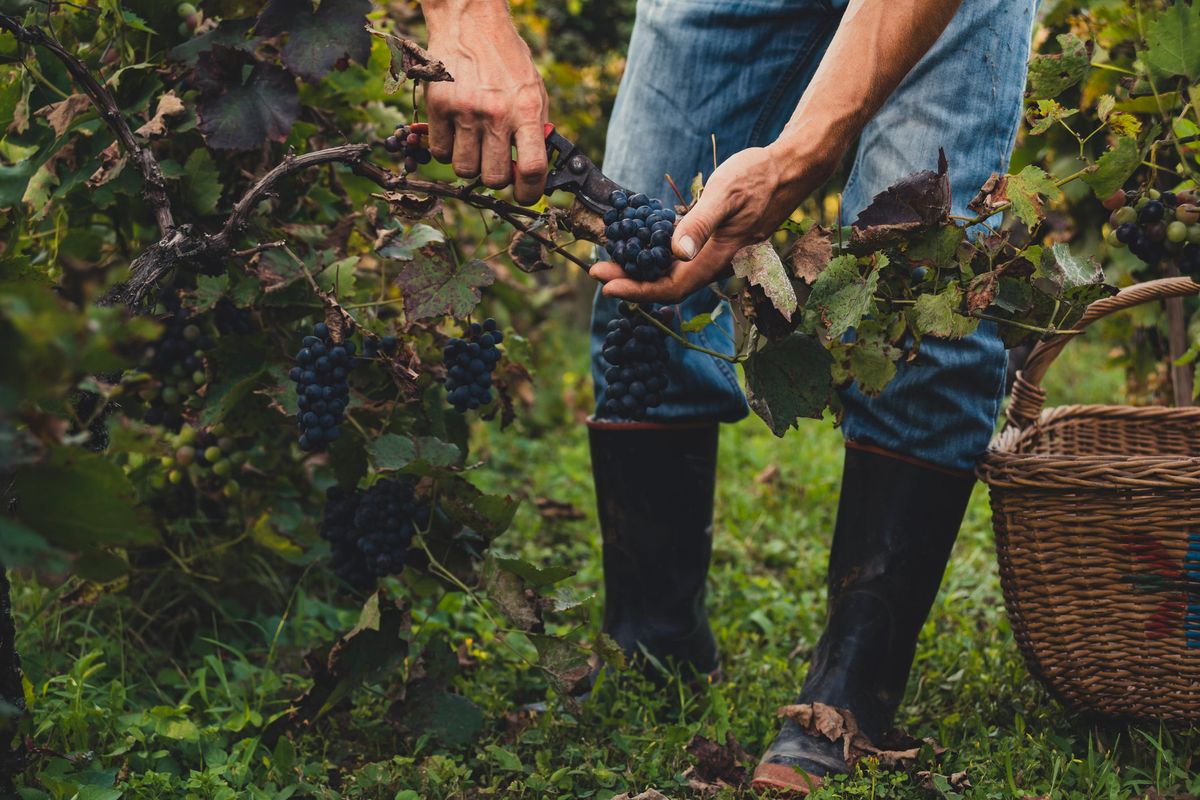 Vendemmia, la prima sbronza la prese Noè