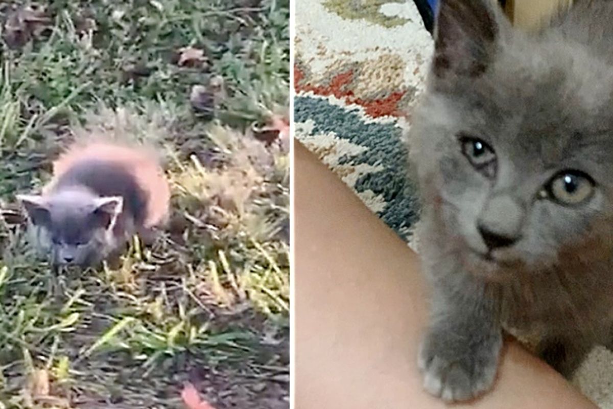 Kitten Walks Up to Woman Who Found Her on the Road, and Insists on Staying by Her Side
