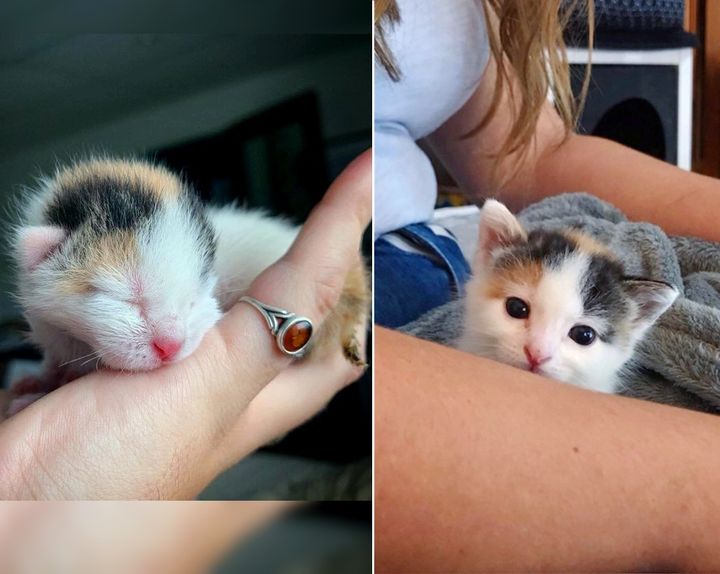 Palm-sized Kitten Found Alone in a Bush Now Has Kind Family to Help Her Thrive