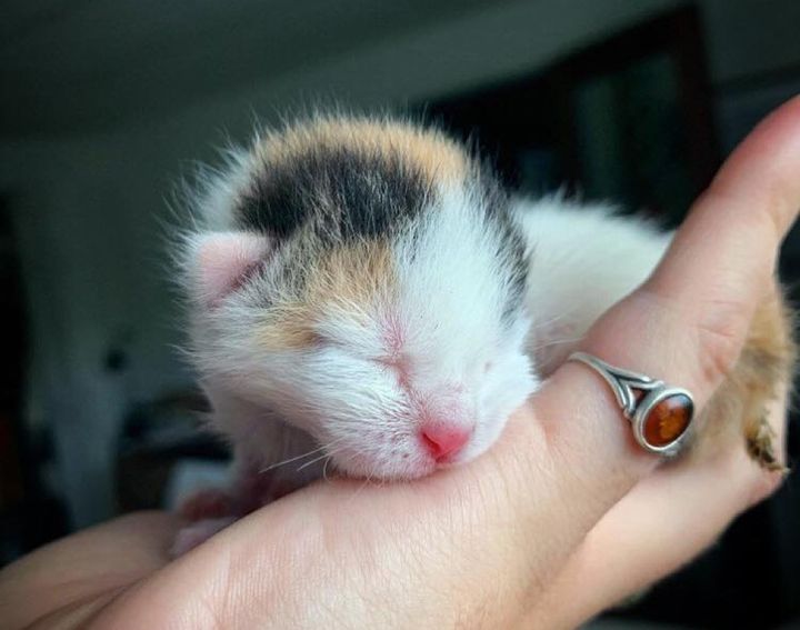 Palm-sized Kitten Found Alone in a Bush Now Has Kind Family to Help Her Thrive