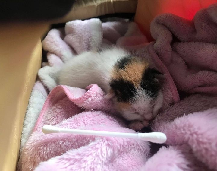 Palm-sized Kitten Found Alone in a Bush Now Has Kind Family to Help Her Thrive