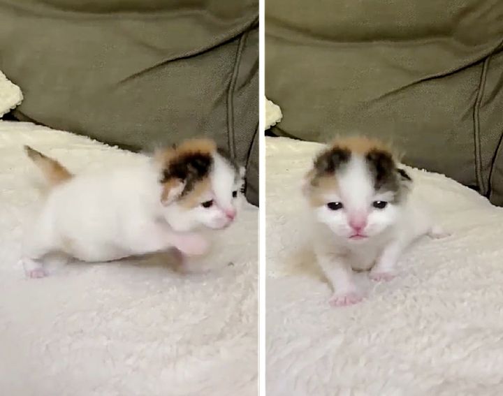 Palm-sized Kitten Found Alone in a Bush Now Has Kind Family to Help Her Thrive