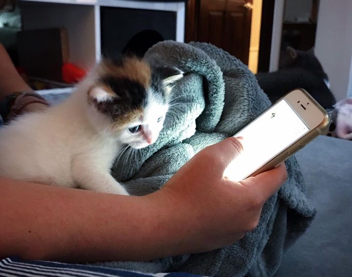 Palm-sized Kitten Found Alone in a Bush Now Has Kind Family to Help Her Thrive