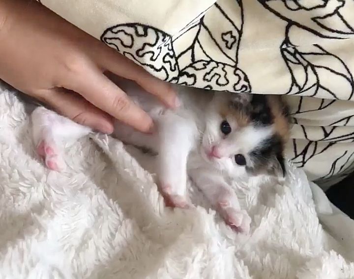 Palm-sized Kitten Found Alone in a Bush Now Has Kind Family to Help Her Thrive