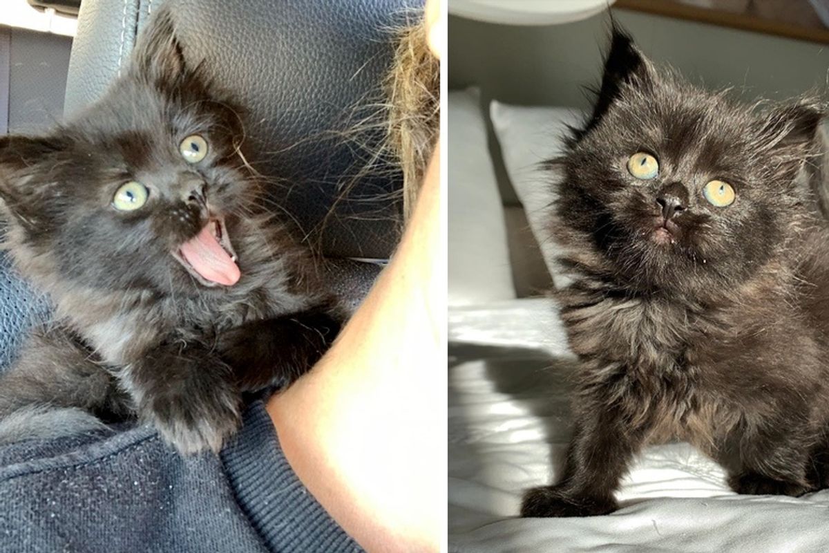 Kitten Found on Busy Road Climbs onto Rescuer's Shoulder and Her Life is Forever Changed