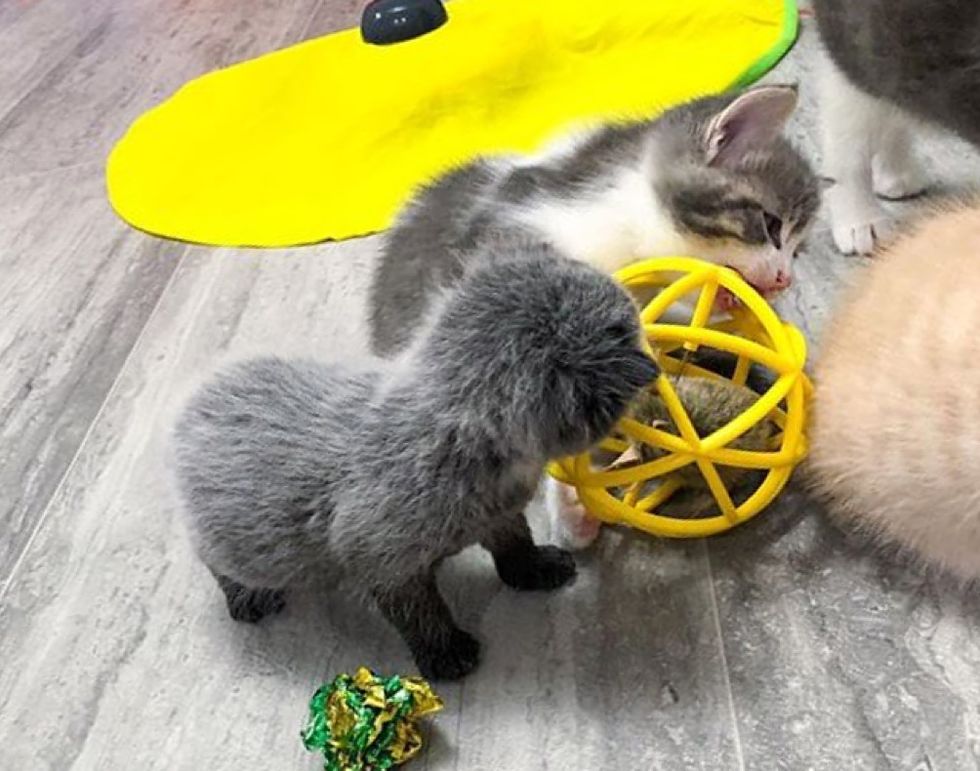 Kitten Found Alone Outside Blossoms into Beautiful Cat and Finds Friend