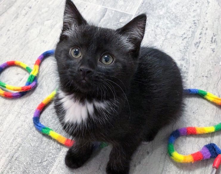 UPDATE 2020: Lucky Black Kitten Crossed Paths With Famous Cat Rescuer; Rare  Birth Defect Now Taking Her On Lifesaving Journey - Cole & Marmalade