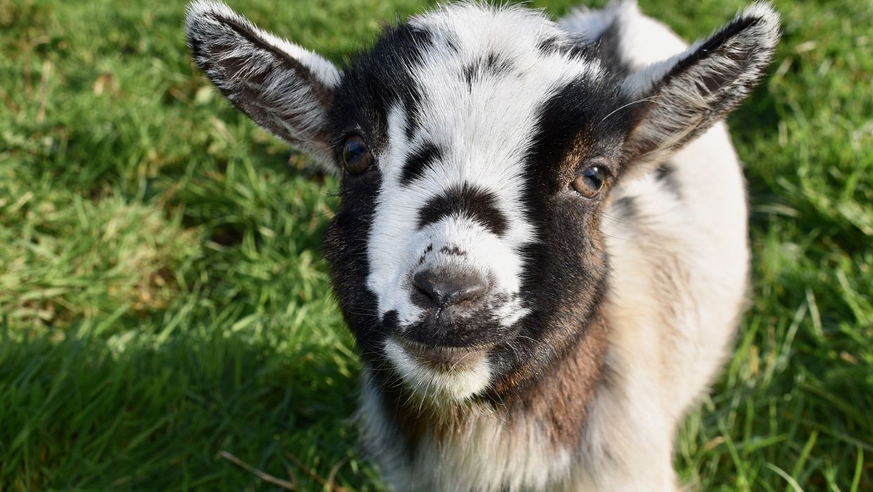 Research shows looking at photos of baby animals improves your mood, so here's 14 of 'em