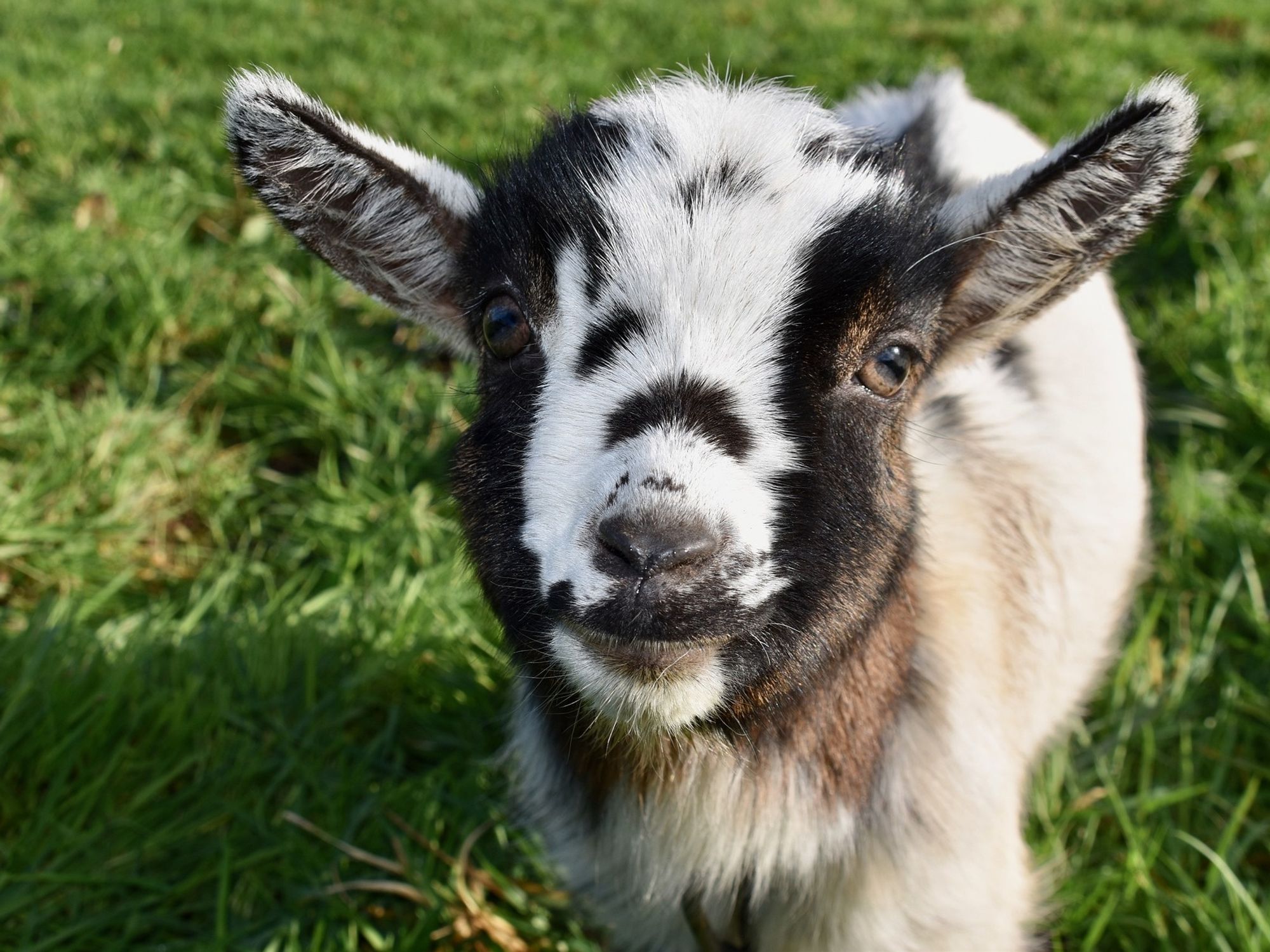 Research shows looking at photos of baby animals improves your mood, so here's 14 of 'em - It's a Southern Thing Research shows looking at photos of baby animals improves your mood, so here's 14 of 'em - It's a Southern Thing
