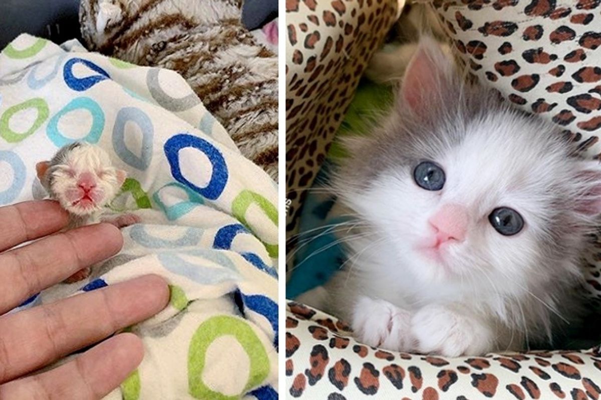 Pint-sized Kitten Found in a Yard Shows Fighting Spirit and is Determined to Thrive