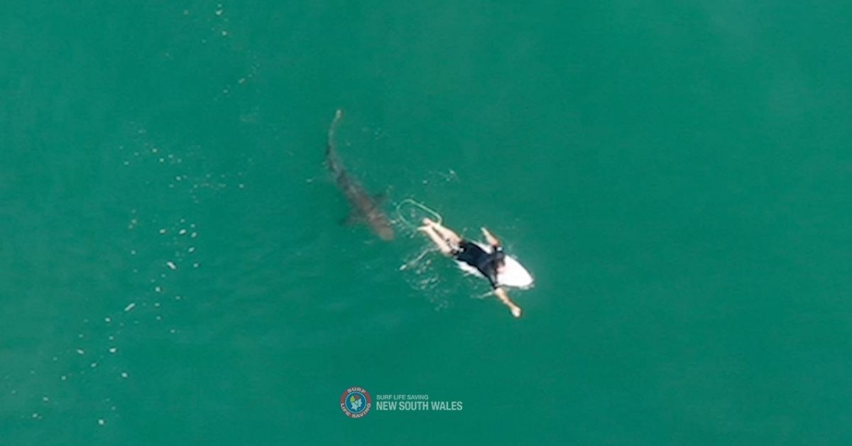 Drone Captures Heart-Pounding Video Of Surfer's Close Encounter With A Shark In Australia