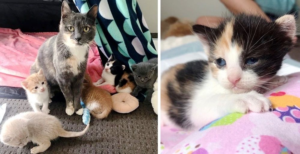 Stray Cat Found Shelter For Her Kittens In Backyard And Had Their Lives ...