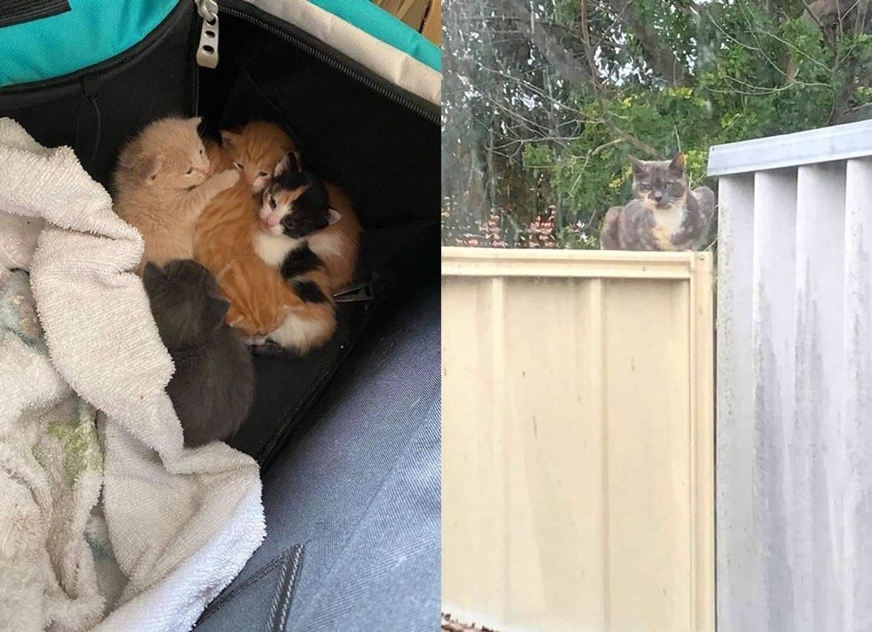 Stray cat found shelter for their kittens in the backyard 