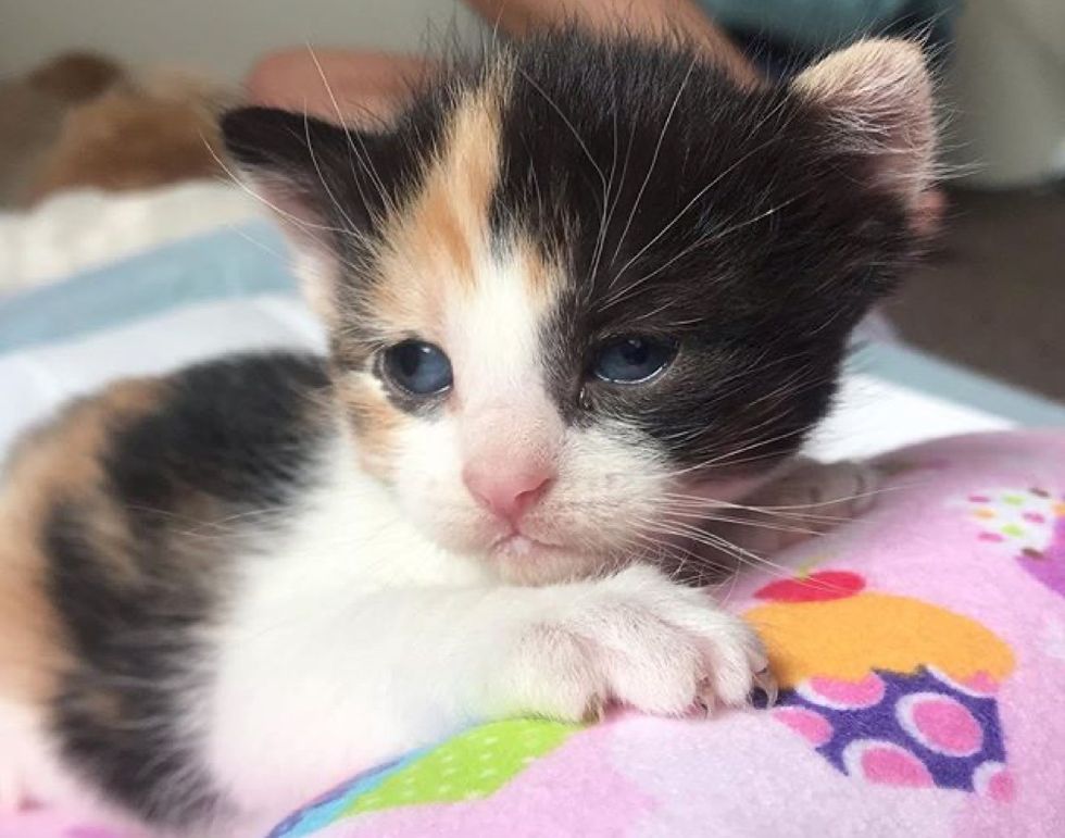 Stray cat found shelter for their kittens in the backyard 