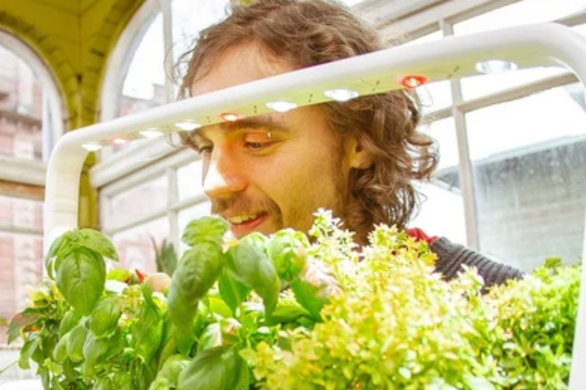 Indoor "smart garden" lets you grow your own organic food using minimal space.