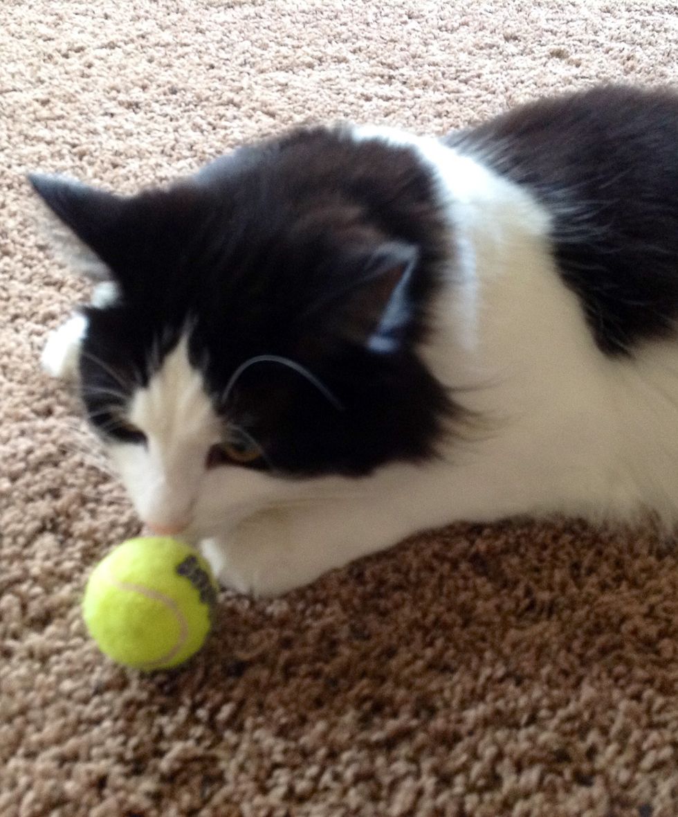 How to play ball with your cat - B+C Guides