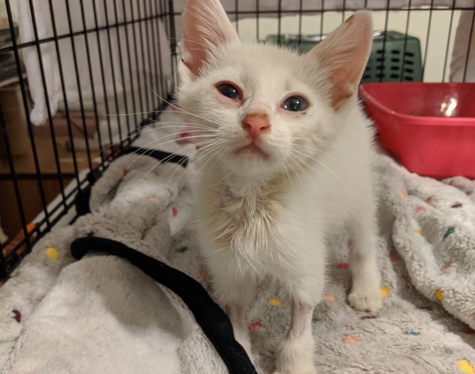 Stray Kitten Found Covered in Oil Reveals His Beautiful Coat and Has ...