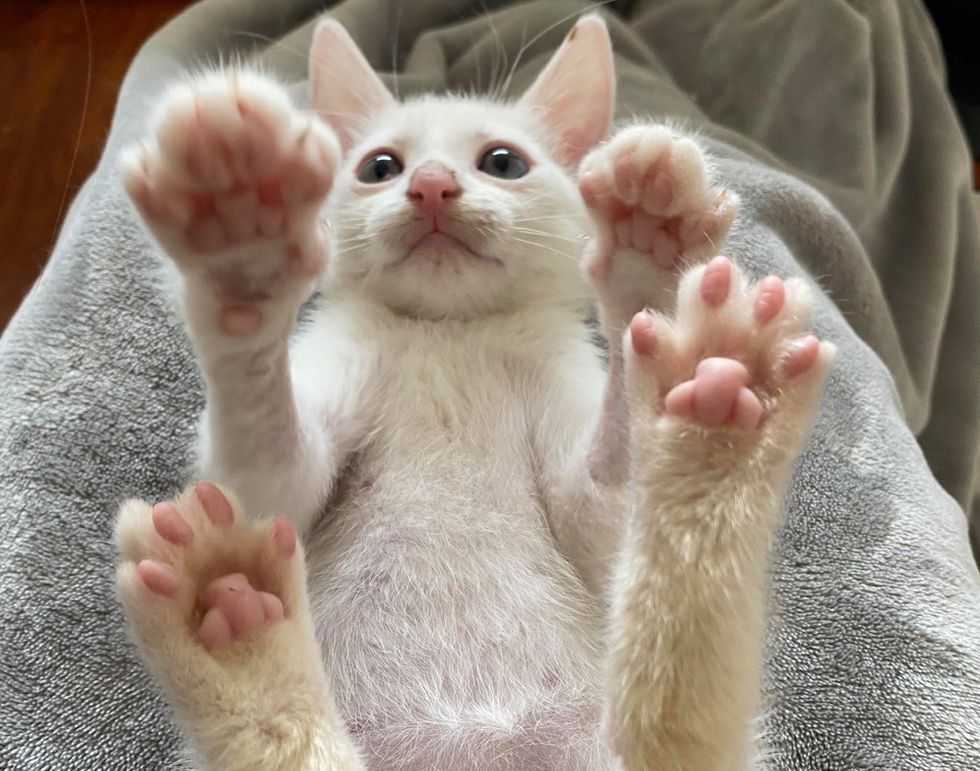 милый, котенок, лапы, бобы
